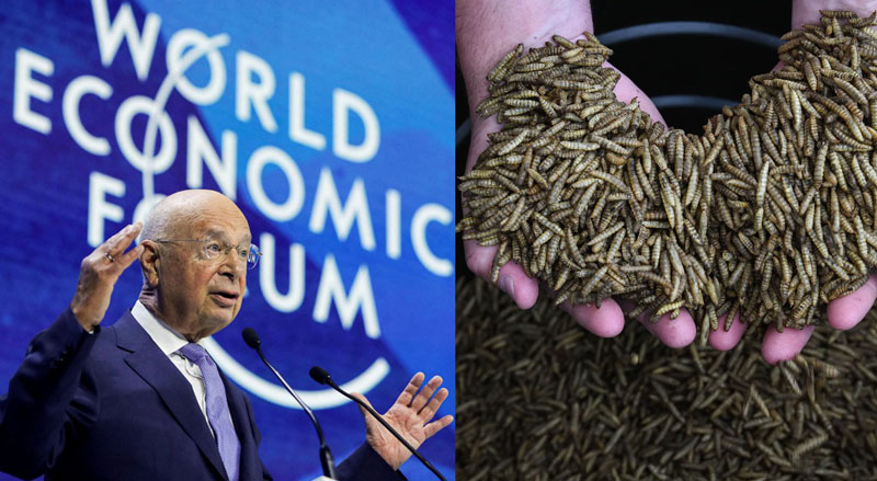 Top US Meat Producer to Focus on Insects after Partnering with WEF