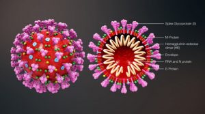 Corona-Virus-structure