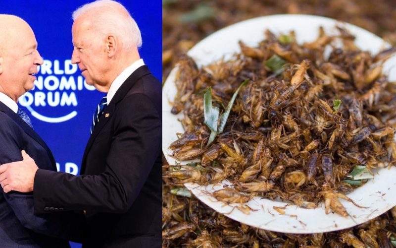 Biden Pushing to Approve ‘Trash-Fed Crickets’ for Public Consumption