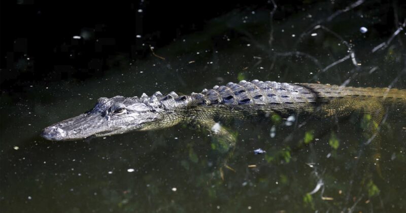 Watch: Reporter Stunned by Gator ‘Guarding’ Trump’s ‘Alligator Alcatraz’ Detention Center