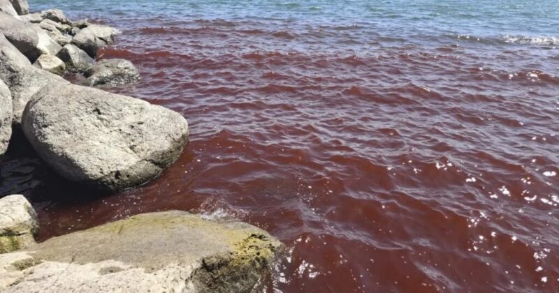Biblical Sea Turns Blood-Red