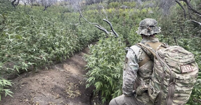 Thousands of Marijuana Plants Removed from California National Park
