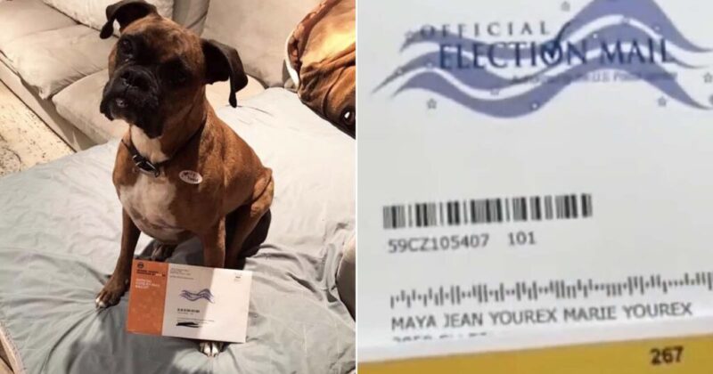 California Woman Charged with 5 Felonies After Registering Dog to Vote, Casting Mail-In Ballots