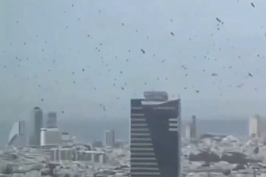 Ominous Crow Gathering in Tel Aviv Raises Concerns