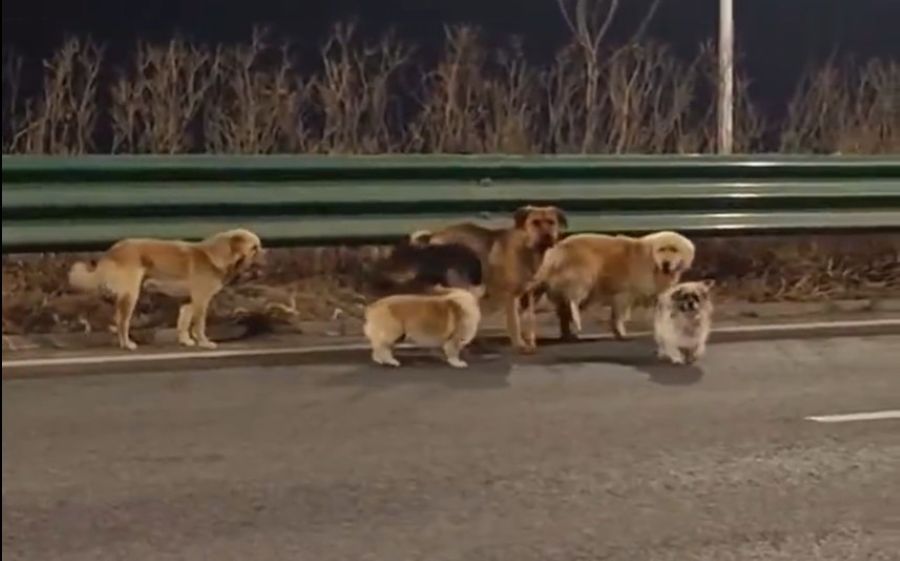 Dog Heroes: Seven Canines Escape from Meat Operation and Find Their Way Home
