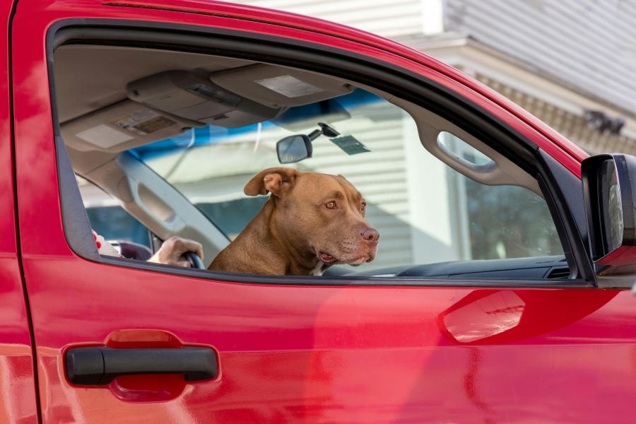 Unfortunate Incident: Dog Discharges Shotgun, Strikes Woman at Intersection