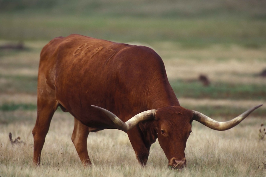 Second Case of Flesh-Eating Parasite Triggers Disaster Declaration in Texas